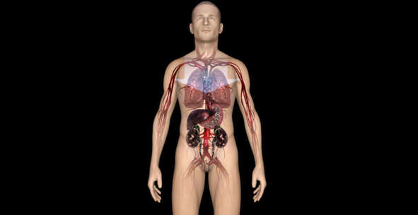 软化血管 修复内脏 人体器官 三维机理