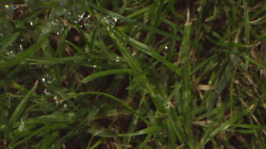 草地上的雨