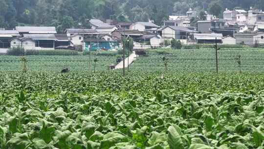 云南龙陵县平达乡草烟田航拍