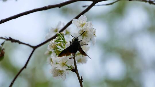 樱桃树开花大黄蜂采蜜视频素材模板下载