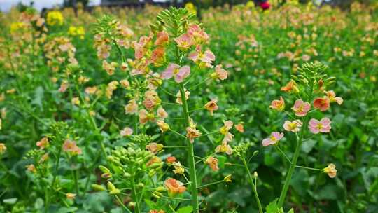 油菜花春天油菜花海油菜花田菜花花海