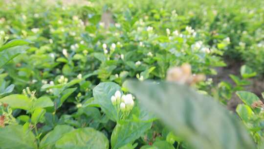 唯美茉莉花与茉莉花茶制作福州茉莉花种植园