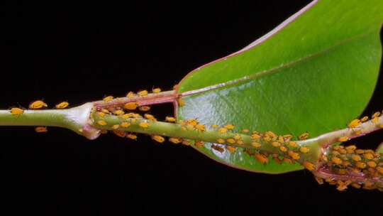 植物叶片上爬满了蚜虫特写