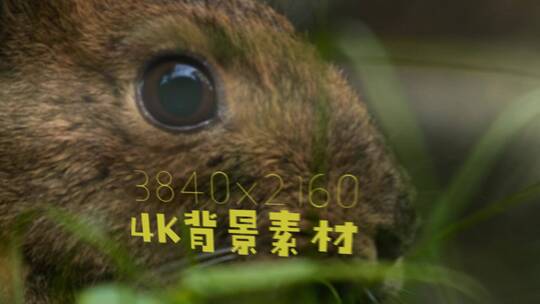 静帧大图 背景 纹理素材 野兔 野生动物