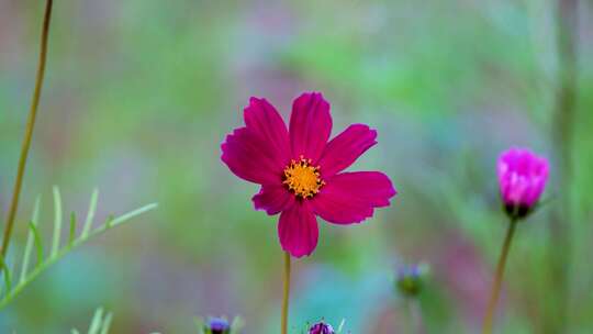 格桑花合集 格桑花海 野花盛开 格桑花升格