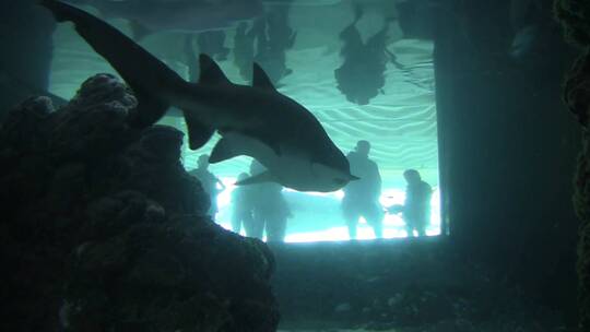 水族馆观看鲨鱼的人们视频素材模板下载