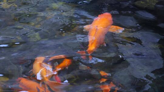 喂食水池里的锦鲤4k视频素材