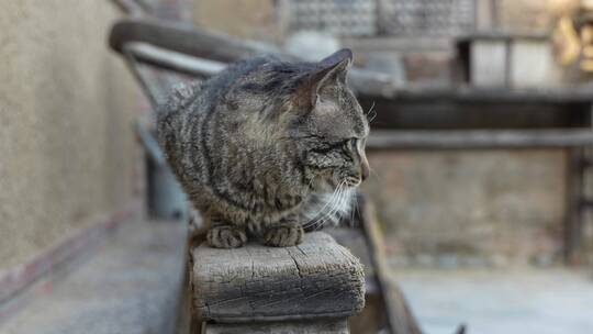 狸花猫在木椅上趴着休息农村院子