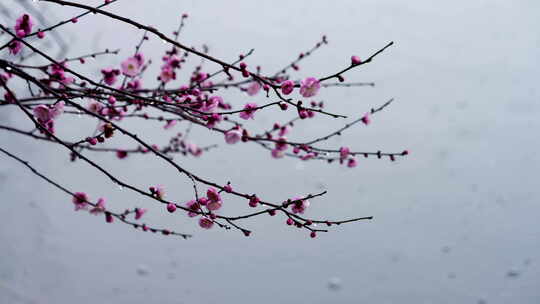 雨中盛开的粉色梅花唯美画面