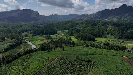 春天的高山 茶园航拍视频素材模板下载