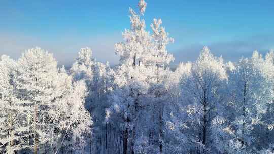 积雪覆盖的树林景观