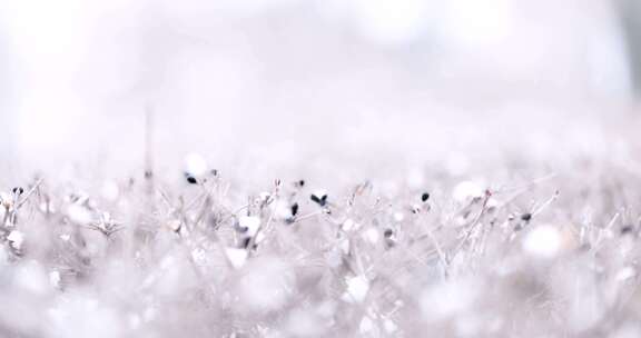 微距特写飘落的雪花素材