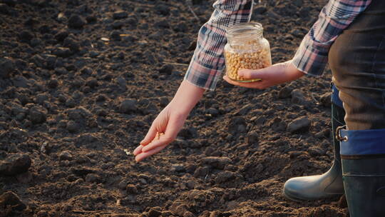 园丁正在地上播种大豆种子