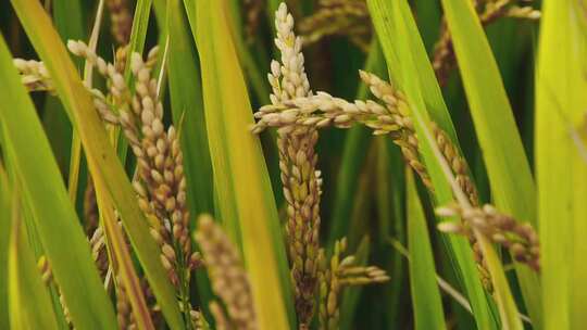 农田金色稻田麦穗收获的季节