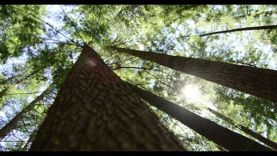 树木的低角度拍摄视频素材模板下载