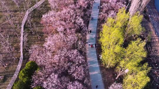 桃花赏春景的人们漫步于多彩树木间的小径