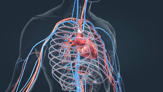 3D医学人体心脏动画