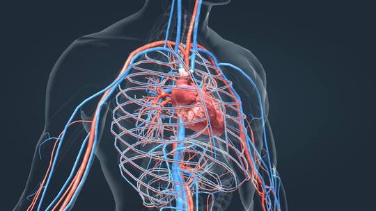3D医学人体心脏动画视频素材模板下载