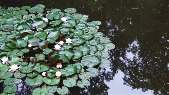 池塘里的白色睡莲