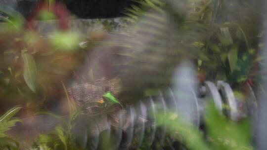 苔藓热带植物捕蝇草雨林造景
