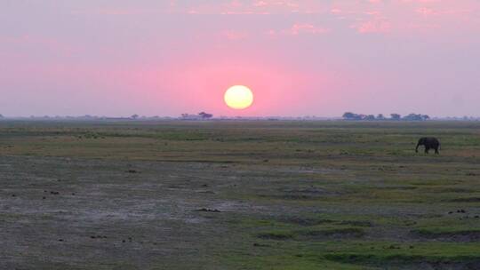 日落时分两头大象在非洲草原上觅食