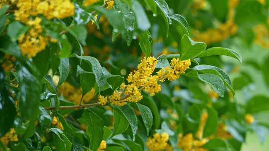下雨天桂花/雨中桂花/雨后花开/桂花特写