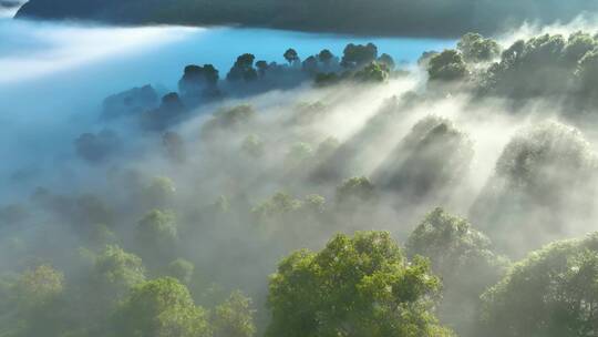 航拍茶山