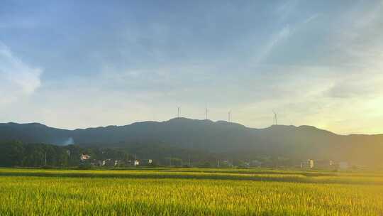 4K实拍稻田日落延时