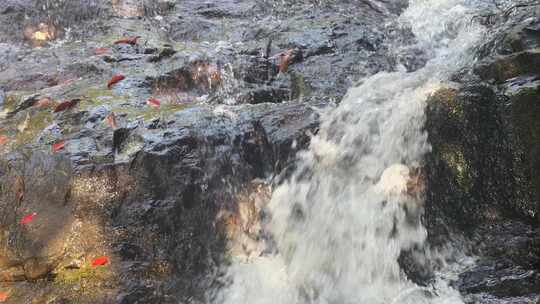 瀑布森林流水大自然小溪水山涧水源泉水山水