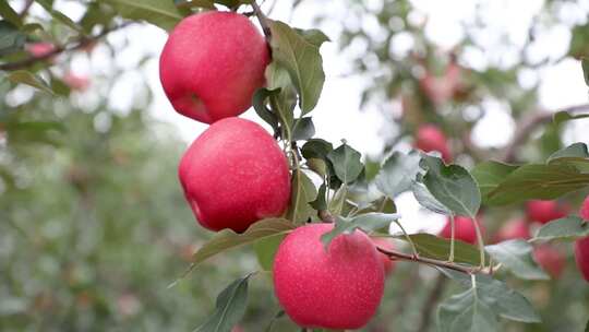 苹果 苹果树 果园
