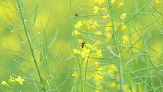 4K拍摄蜜蜂在油菜花海间采蜜特写