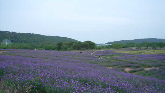 武汉洪山区光谷花海薰衣草