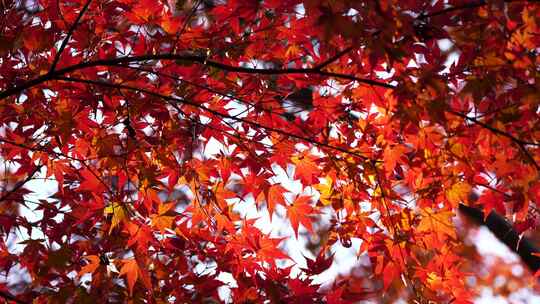 秋天阳光下唯美的红枫视频素材模板下载
