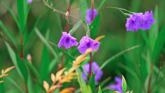 野外的紫色花朵