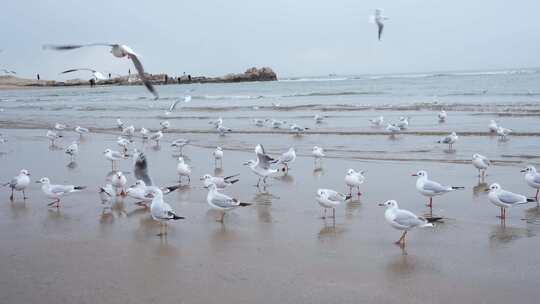 海边成群的海鸥