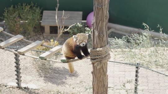 小浣熊爬树小熊猫小动物动物园视频素材模板下载