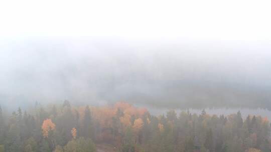航拍雾气朦胧的森林
