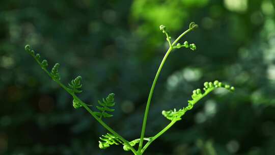 阳光照射下的森林绿色蕨类植物叶子特写