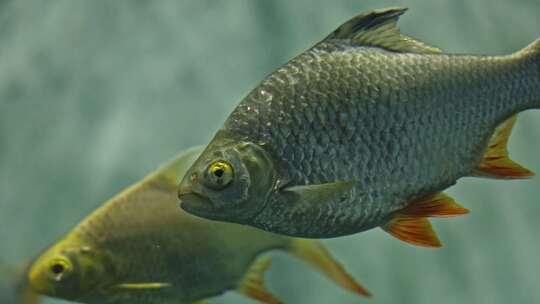 泰国鲫双线鲫鱼水族馆鱼类热带鱼特写