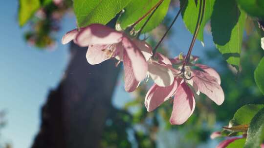 苹果，花，花，树