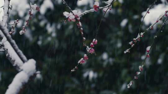 冰雪红梅雪中梅花09