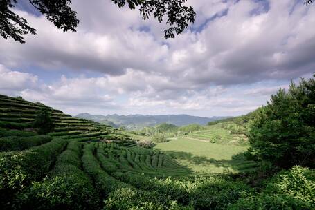 茶叶/茶园/茶场/延时