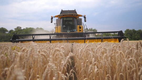 现代化农场机械化收割小麦作业实拍素材