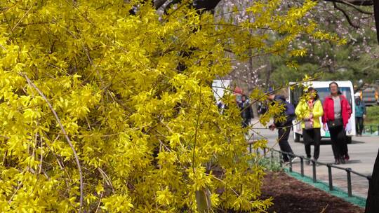 黄色鲜花迎春花植物园