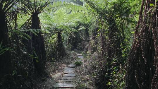 高清航拍四川乐山桫椤大峡谷森林自然风光