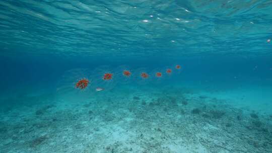 Salps，深海，海洋，海洋