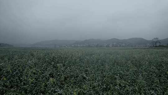 寒潮天气的油菜花田