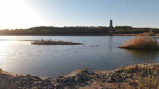 石家庄  滹沱河 湿地 初冬