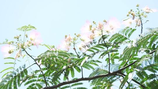 夏天合欢树开花