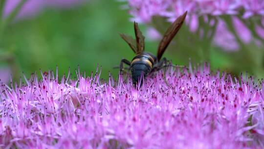 花朵上的大黄蜂马蜂
